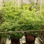 Tropic Ozz and Oreoz Grow