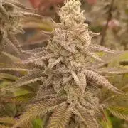 Tropic Ozz and Oreoz Grow