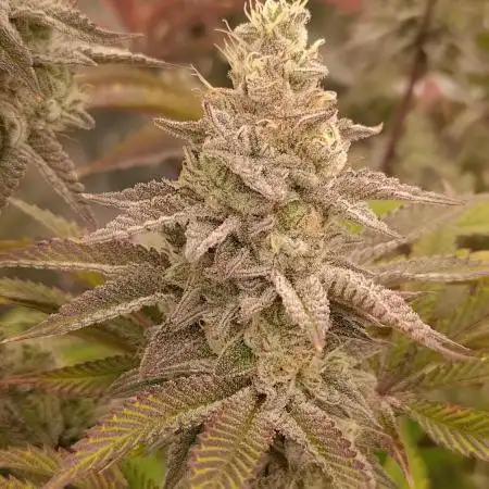 Tropic Ozz and Oreoz Grow