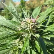 Big Gorilla Melon 🦍🍉 Outdoor Synganics