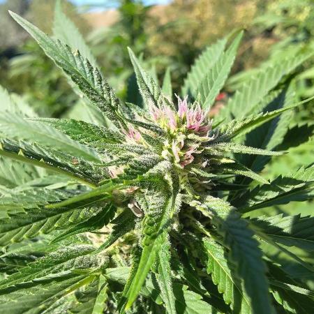 Big Gorilla Melon 🦍🍉 Outdoor Synganics