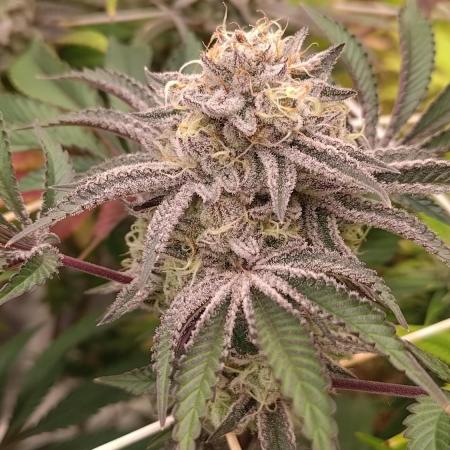 Tropic Ozz and Oreoz Grow