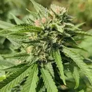 Big Gorilla Melon 🦍🍉 Outdoor Synganics