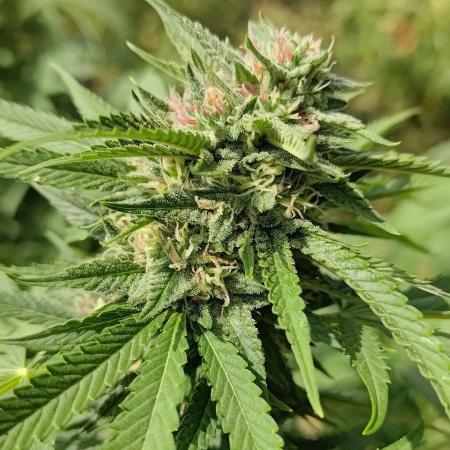 Big Gorilla Melon 🦍🍉 Outdoor Synganics