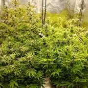 Tropic Ozz and Oreoz Grow