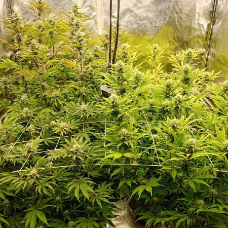 Tropic Ozz and Oreoz Grow