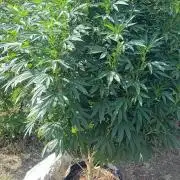 Big Gorilla Melon 🦍🍉 Outdoor Synganics