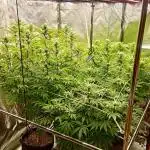 Tropic Ozz and Oreoz Grow