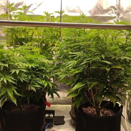 Tropic Ozz and Oreoz Grow