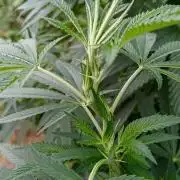 Big Gorilla Melon outdoor Synganics