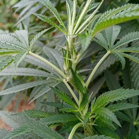 Big Gorilla Melon outdoor Synganics