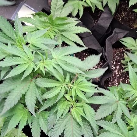 Jamaican strain bank