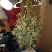 Wedding Cake Auto