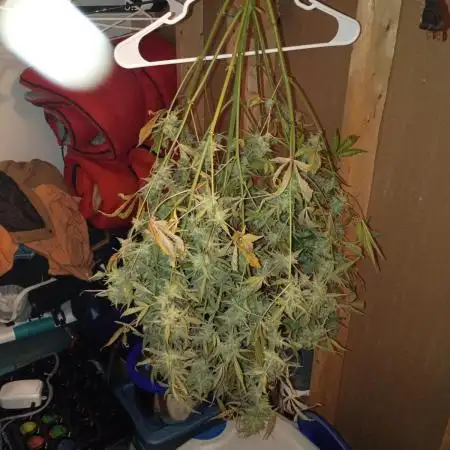 Wedding Cake Auto
