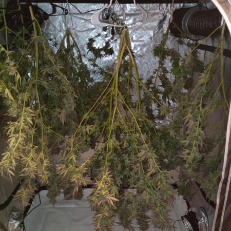 2025 Outdoor Grow : Modified Payton