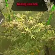 Paradise Pine(Paradise PunchxWTR)