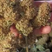 Paradise Pine(Paradise PunchxWTR)