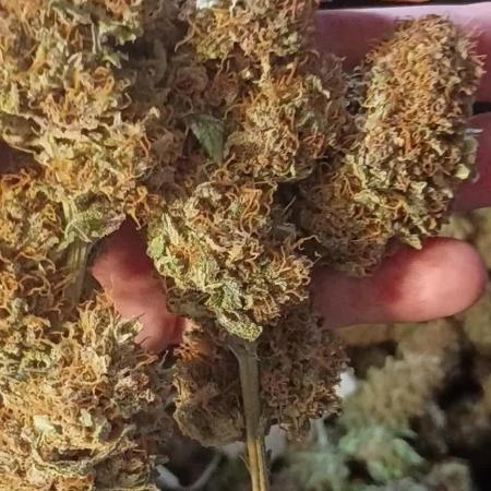 Paradise Pine(Paradise PunchxWTR)