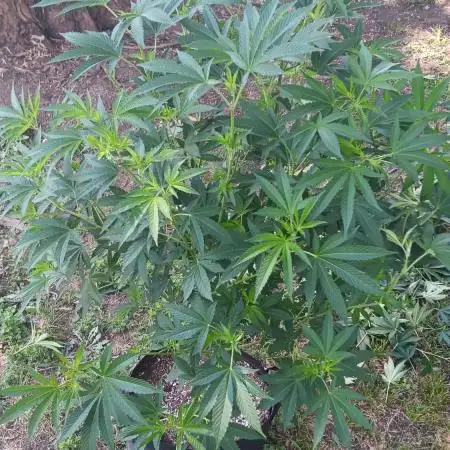 2025 Outdoor Grow : Modified Payton