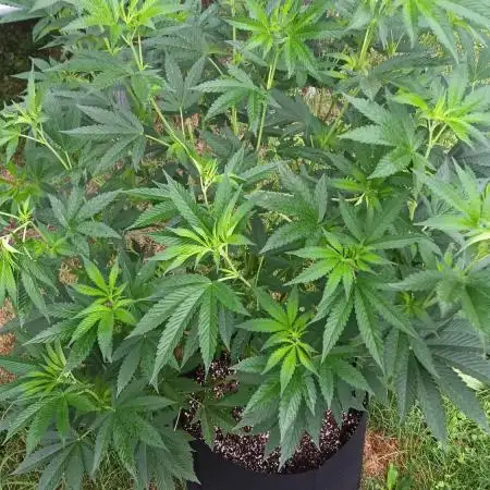2025 Outdoor Grow : Modified Payton
