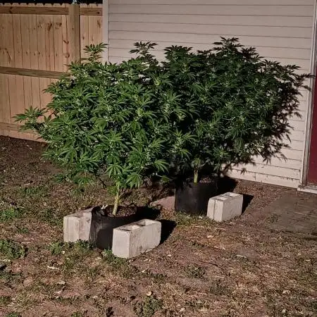 2025 Outdoor Grow : Modified Payton