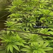 Paradise Pine(Paradise PunchxWTR)