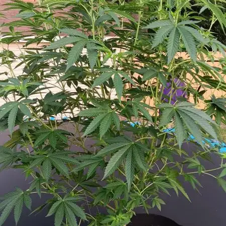 2025 Outdoor Grow : Modified Payton