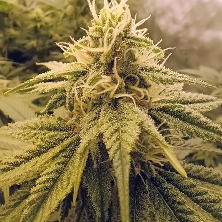 Paradise Pine(Paradise PunchxWTR)