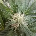 2025 Outdoor Grow : Modified Payton