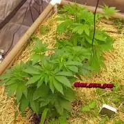 Paradise Pine(Paradise PunchxWTR)