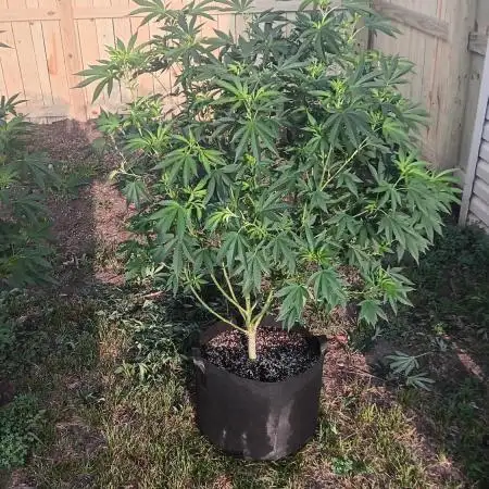 2025 Outdoor Grow : Modified Payton