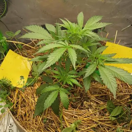 Wedding Cake Auto