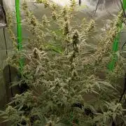 Wedding Cake Auto