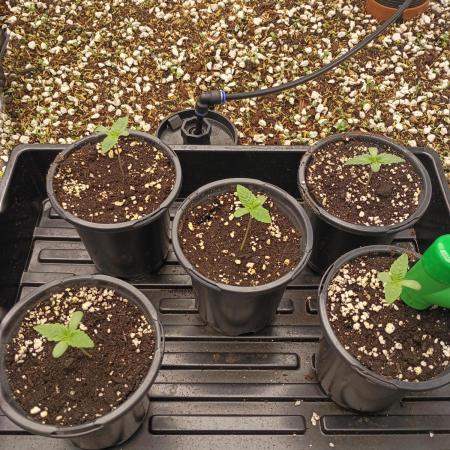 Paradise Pine(WTRxParadise Punch)