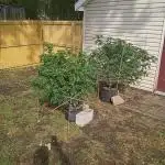2025 Outdoor Grow : Modified Payton