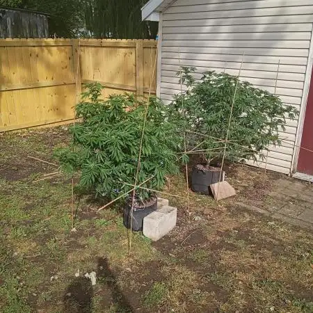 2025 Outdoor Grow : Modified Payton
