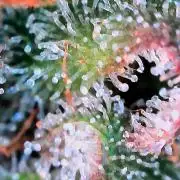 Paradise Pine(Paradise PunchxWTR)