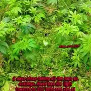 Paradise Pine(Paradise PunchxWTR)