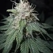 Paradise Pine(Paradise PunchxWTR)