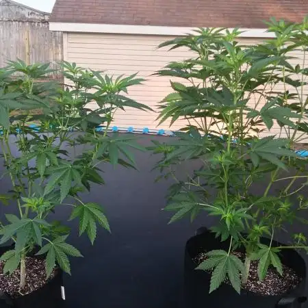 2025 Outdoor Grow : Modified Payton
