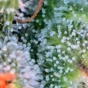 Paradise Pine(Paradise PunchxWTR)