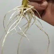 Paradise Pine Clones