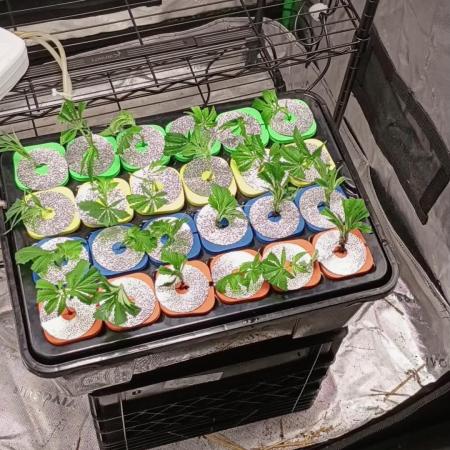 Paradise Pine Clones