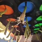 Paradise Pine Clones