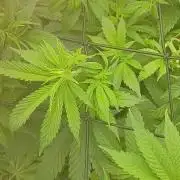 Paradise Pine(Paradise PunchxWTR)