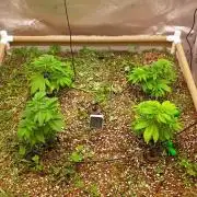 Paradise Pine(Paradise PunchxWTR)