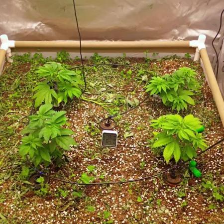 Paradise Pine(Paradise PunchxWTR)