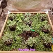 Paradise Pine(Paradise PunchxWTR)