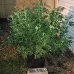 2025 Outdoor Grow : Modified Payton