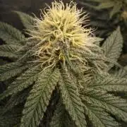 Paradise Pine(Paradise PunchxWTR)